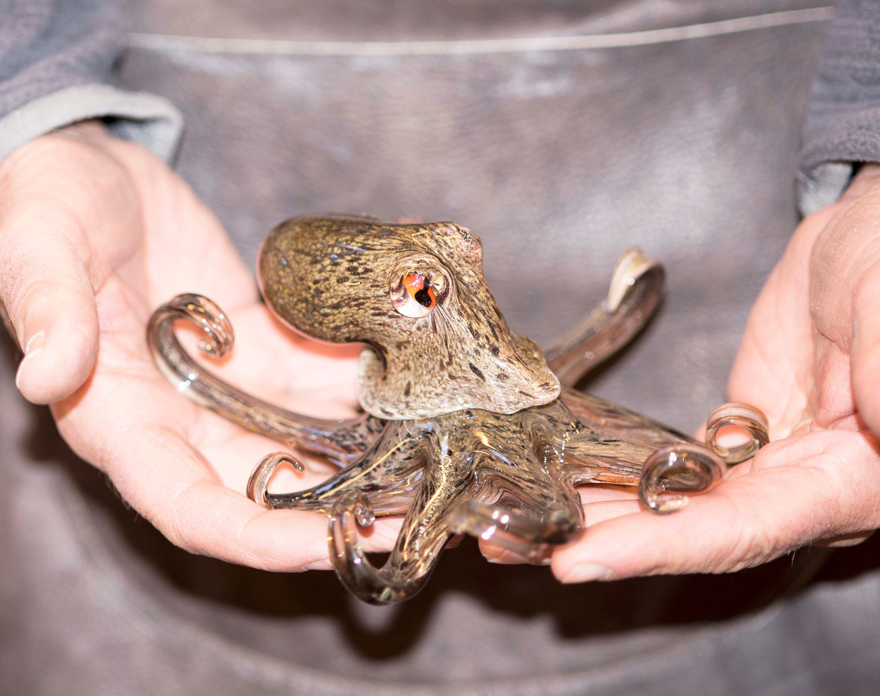 Octopus in Murano glass. Realistic realization in glass multicoloured.Sculpture of the glass master.