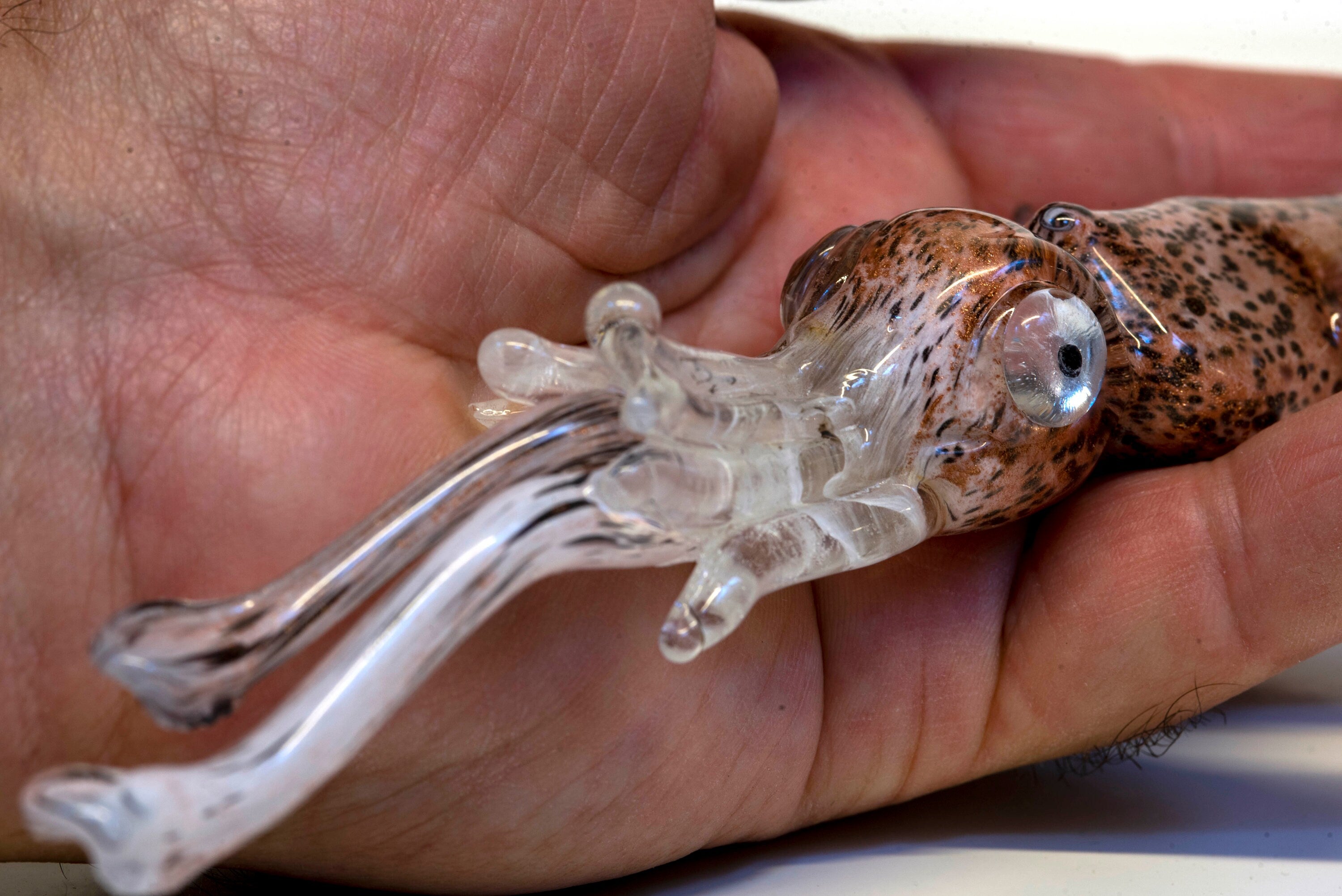 Squid in Murano glass. Realistic realization in glass . Sculpture of the glass master.