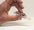 Sepia in Murano glass. Realistic realization in glass . Sculpture of the glass master.